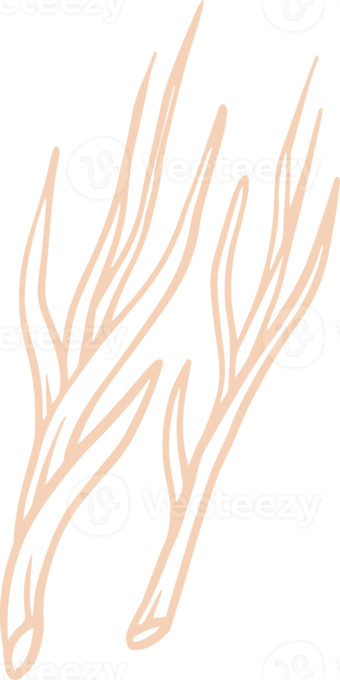 Zwiebelblatt handgezeichnete Illustration png