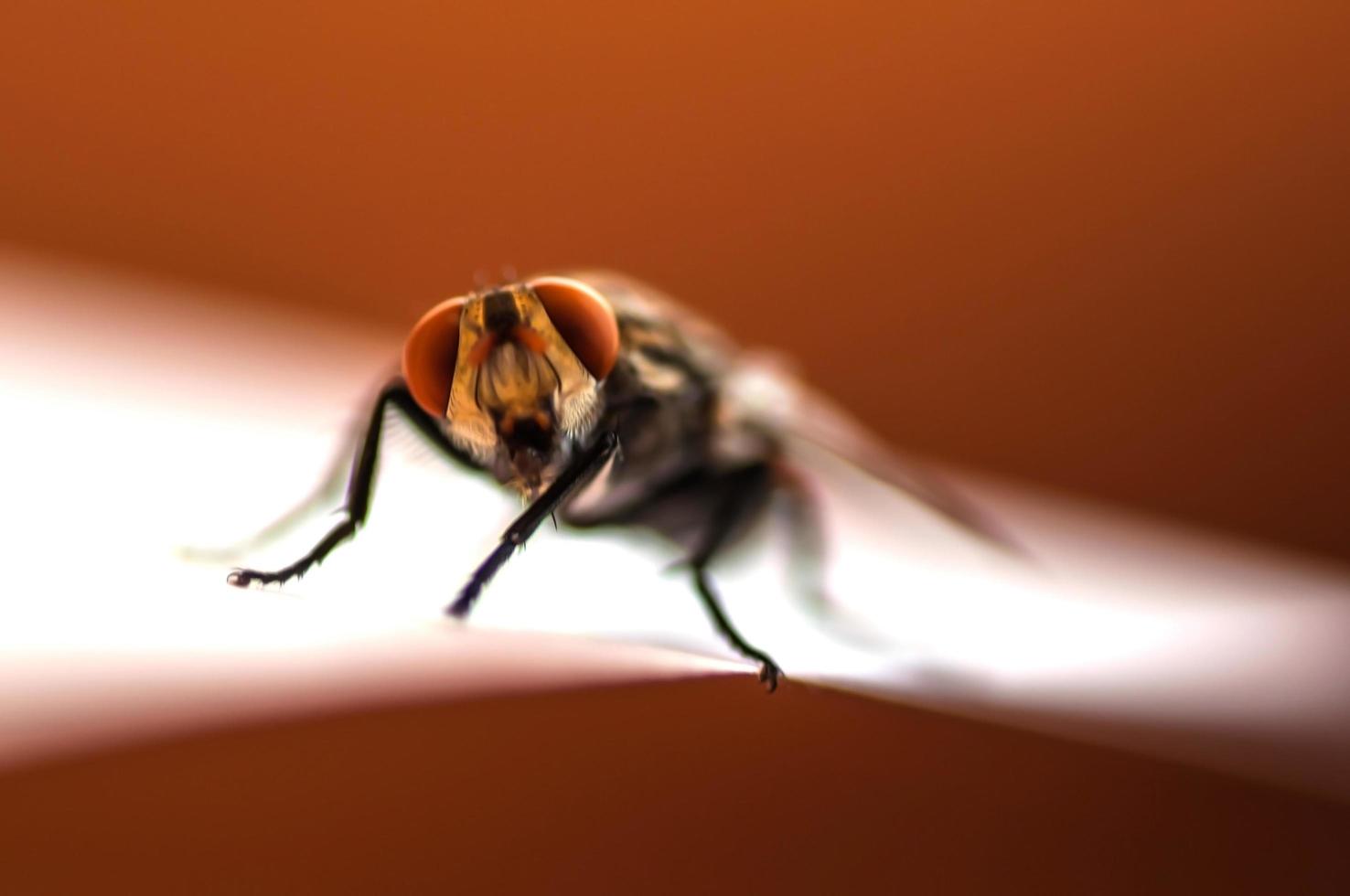 Close up fly focus on head part over white background photo