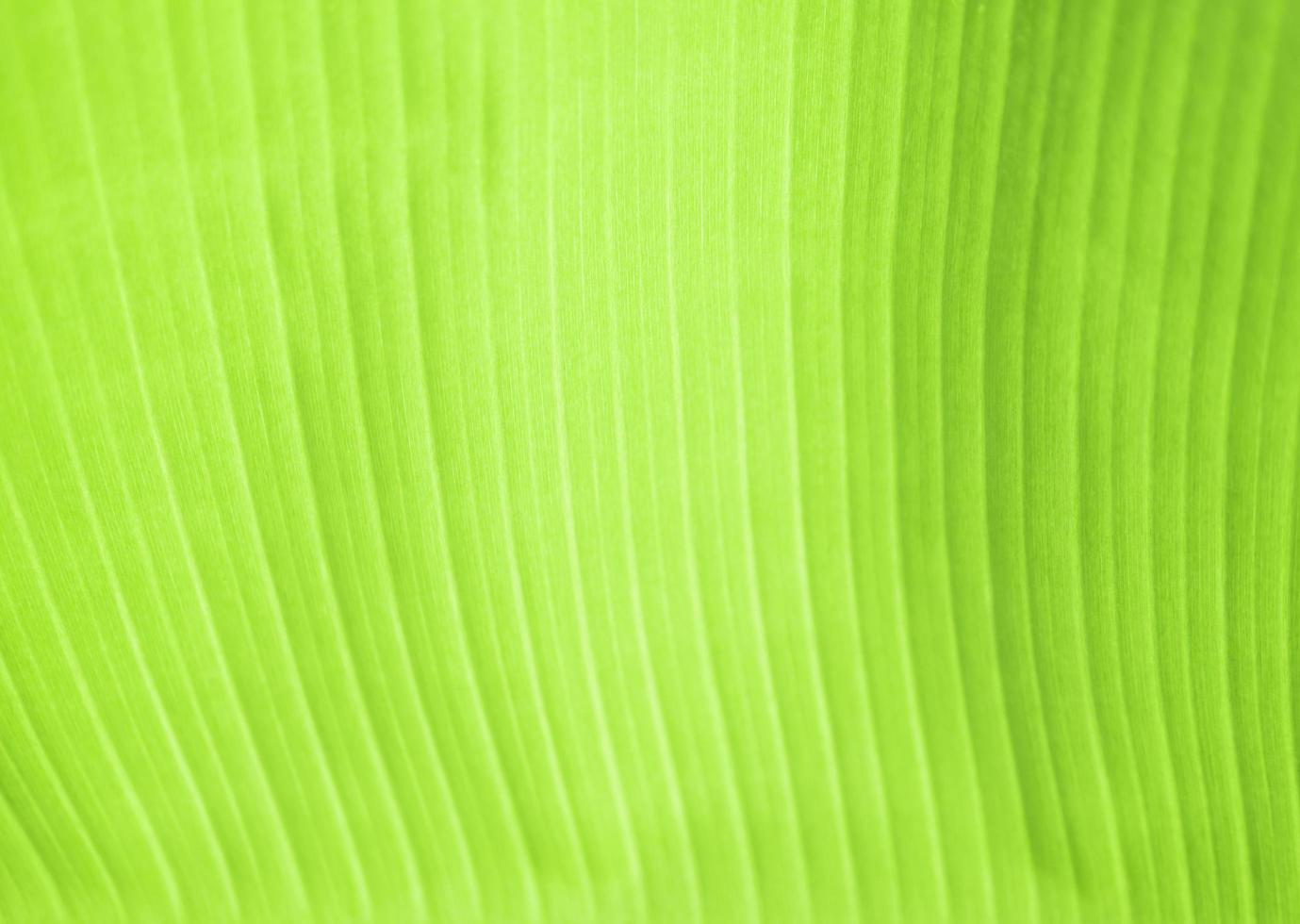 Soft focused of green banana leaf background photo