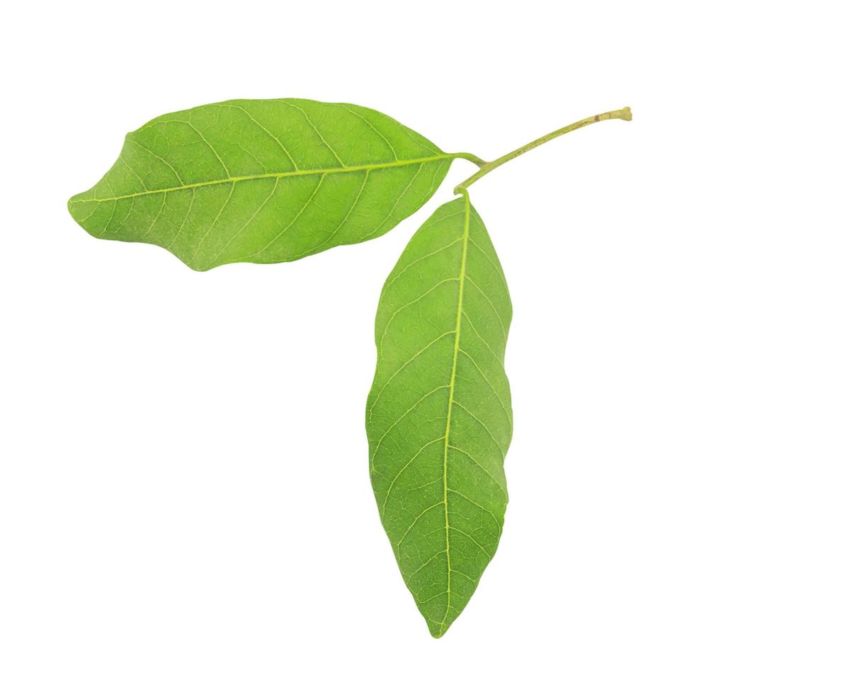Longan leaves isolated over white. Photo includes CLIPPING PATH.