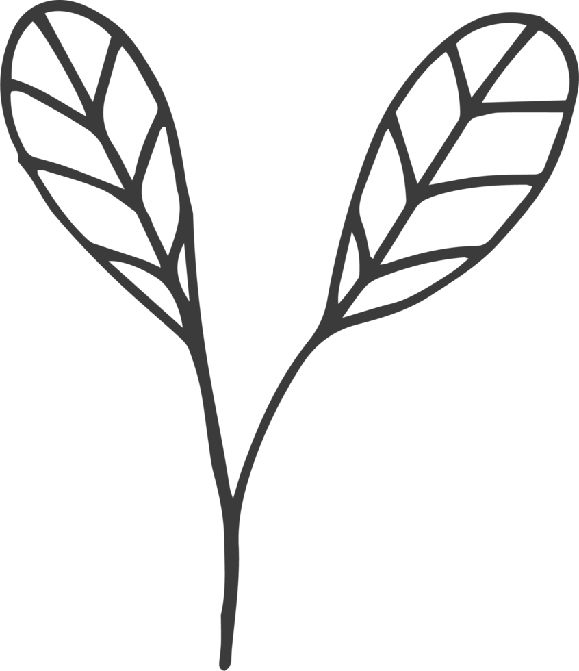 Hand drawn flower clipart design illustration png