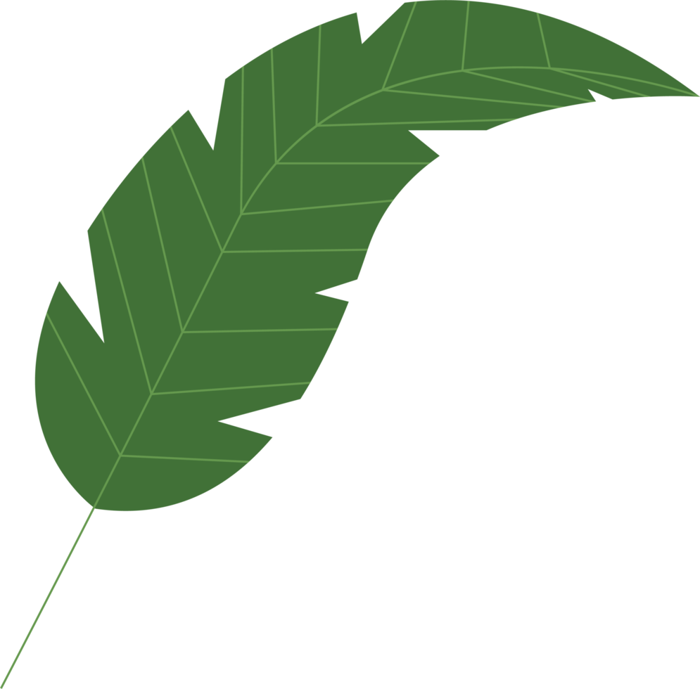 Tropical leaves clipart design illustration png