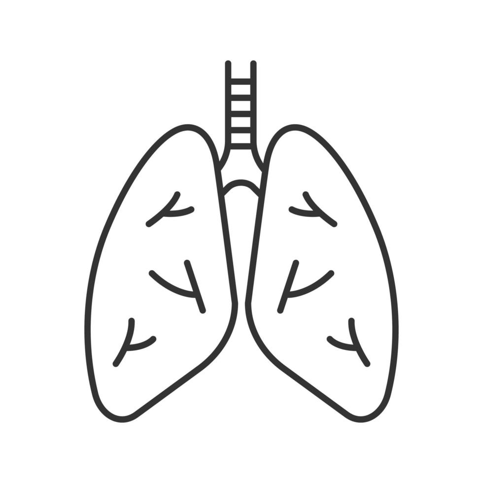 icono lineal de pulmones humanos. Ilustración de línea fina. Anatomía del sistema respiratorio. símbolo de contorno. dibujo de contorno aislado vectorial vector