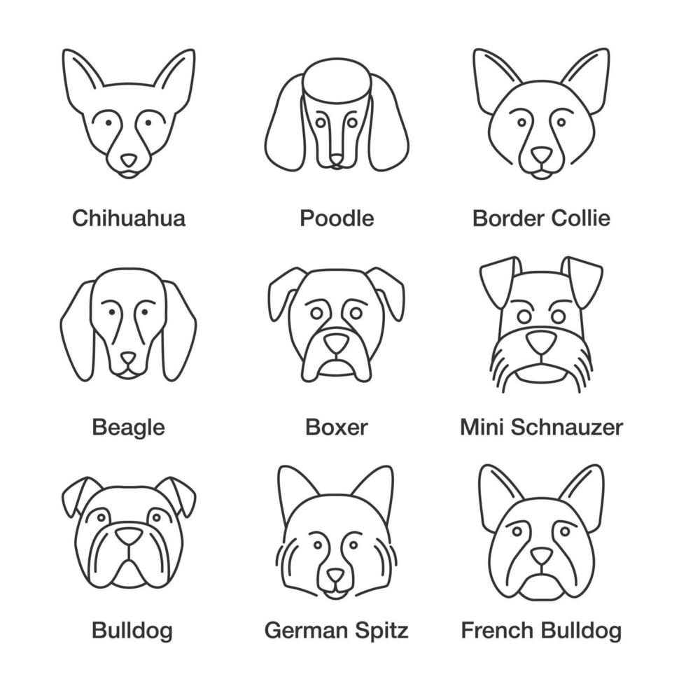 Dogs breeds linear icons set. Thin line contour symbols. Chihuahua, poodle, Border Collie, beagle, boxer, Mini Schnauzer, German Spitz, French, English bulldogs. Isolated vector outline illustrations