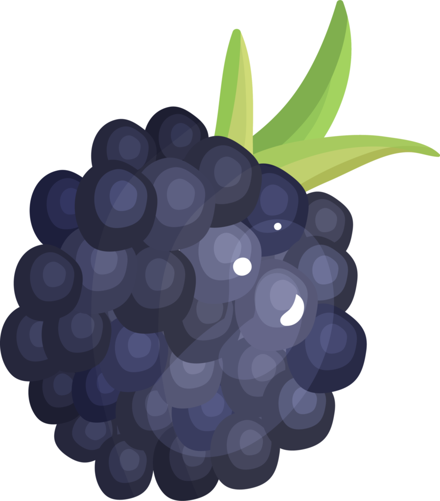 Blackberry berry blue with leaves. 9343865 PNG