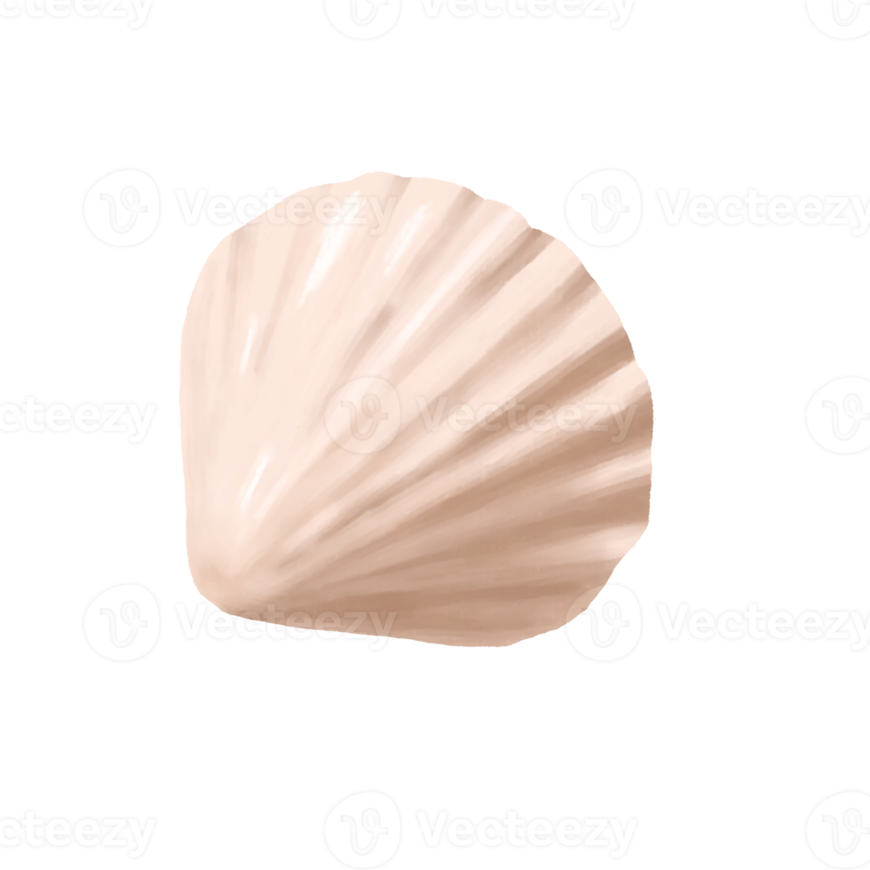 Hand drawn sea shell png