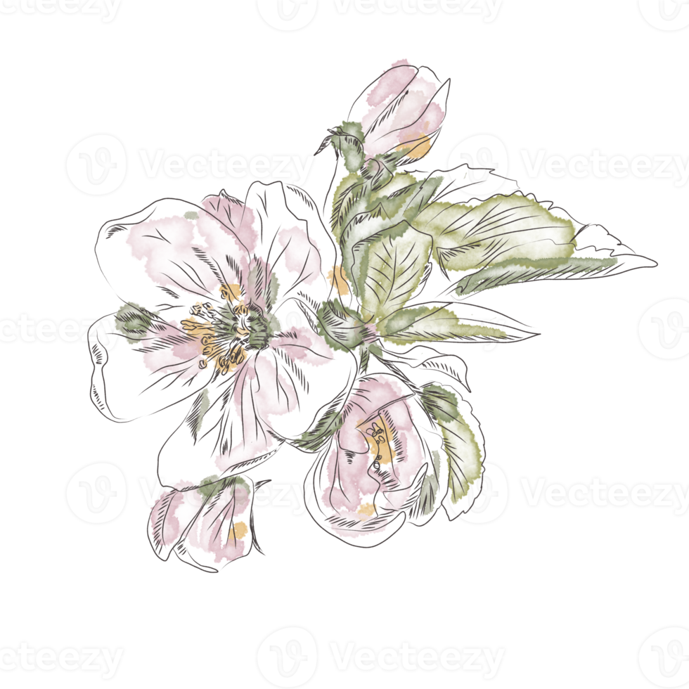 fleurs dessinées à la main png