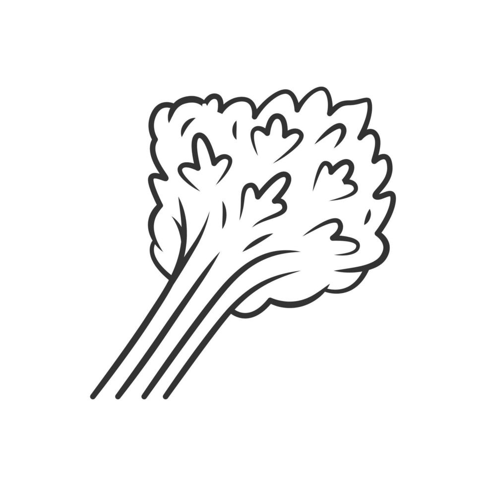 icono lineal de perejil. planta de agricultura de condimento. granja de hortalizas. hojas de hierbas aromáticas. comida vegana. verdor. ilustración de línea delgada. símbolo de contorno dibujo de contorno aislado vectorial. trazo editable vector