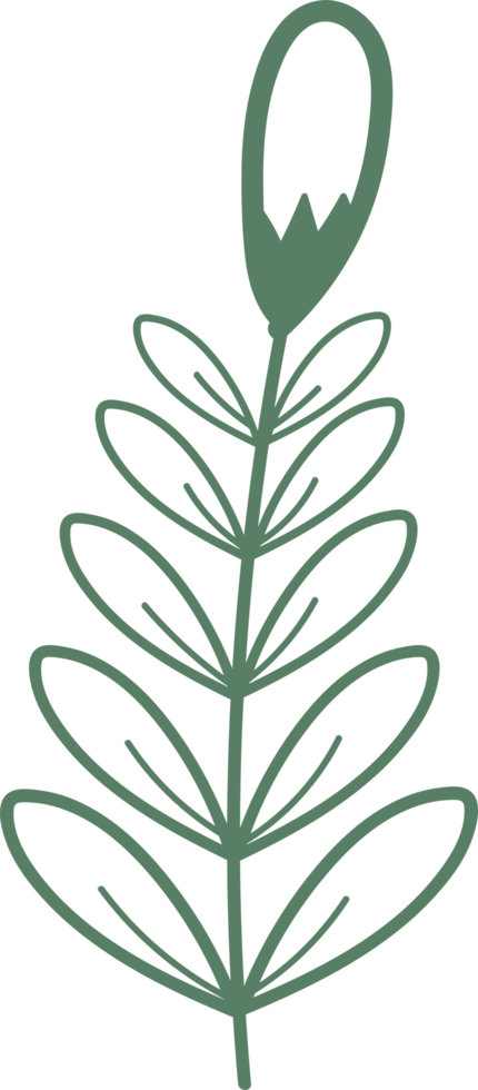 Floral flower and leaves hand drawn, Abstract botanical illustration png