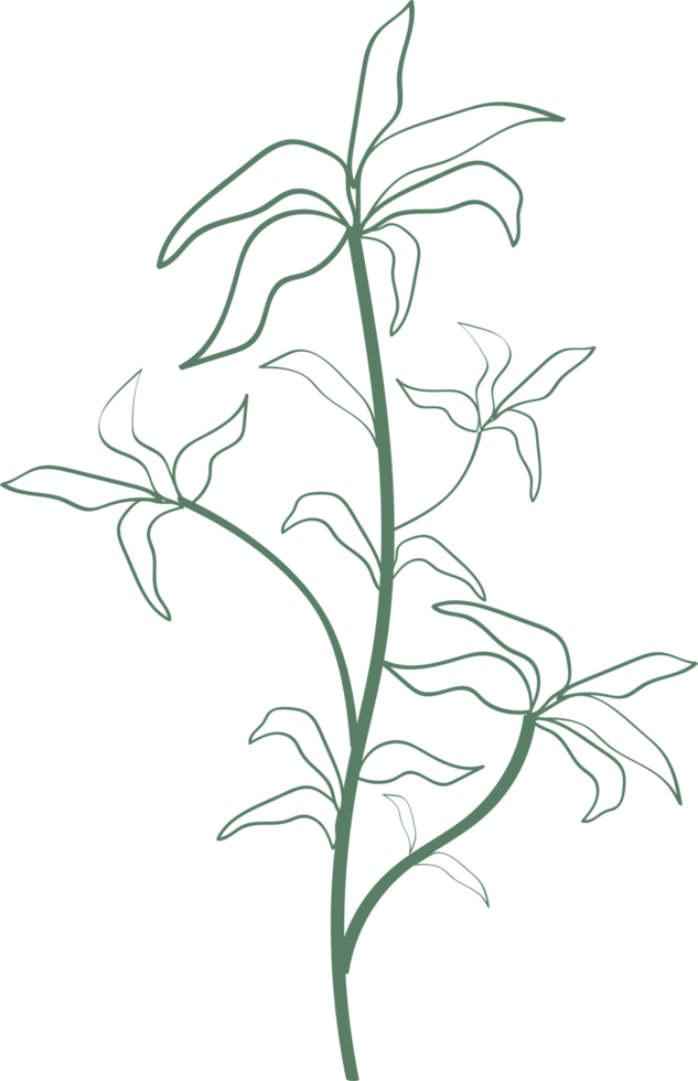 fleur florale et feuilles dessinées à la main, illustration botanique abstraite png