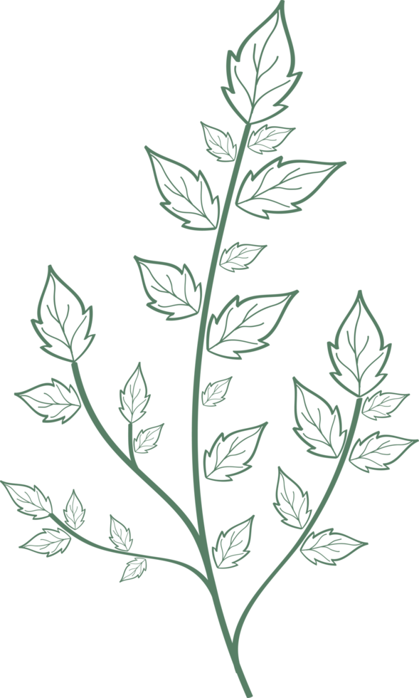 Floral flower and leaves hand drawn, Abstract botanical illustration png