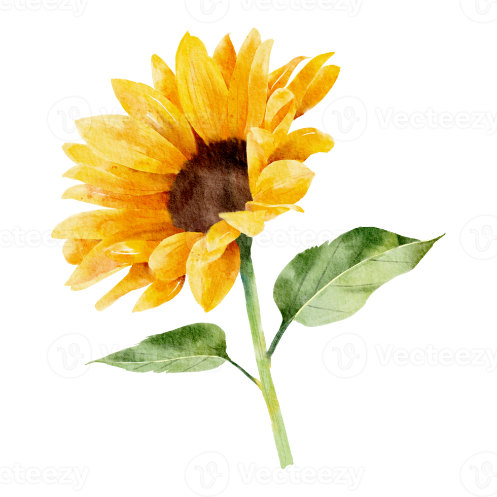 girasole dipinto a mano ad acquerello png