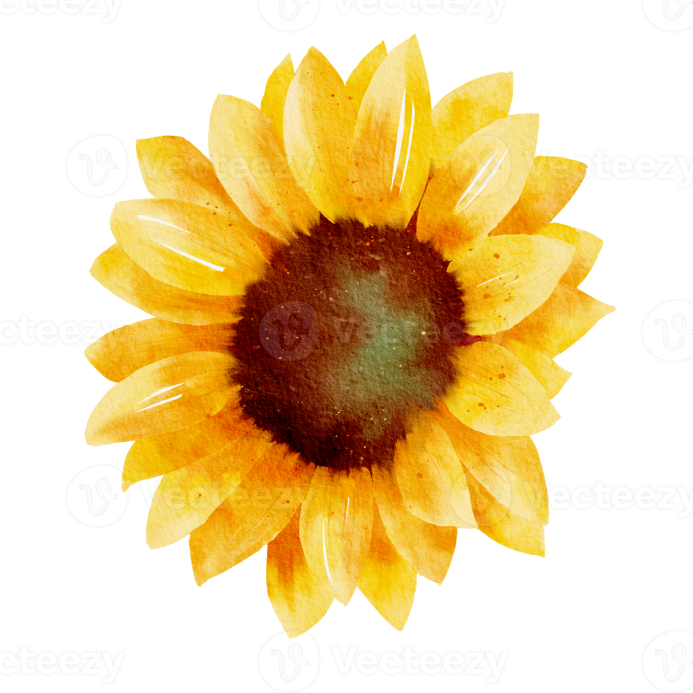 girasol acuarela pintado a mano png