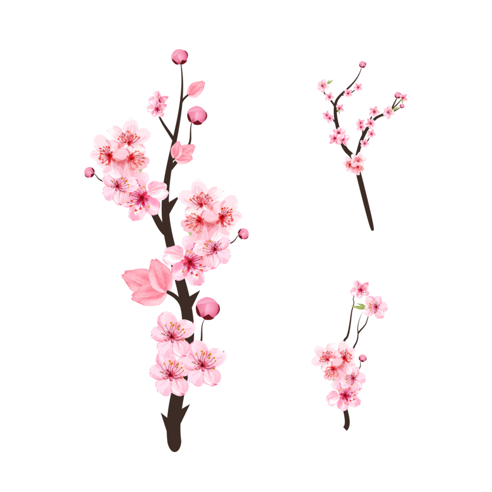 Cherry blossom with watercolor Sakura flower branch. Cherry blossom branch with pink flower blooming. Realistic watercolor Sakura flower vector. Pink Sakura branch vector on white background. png