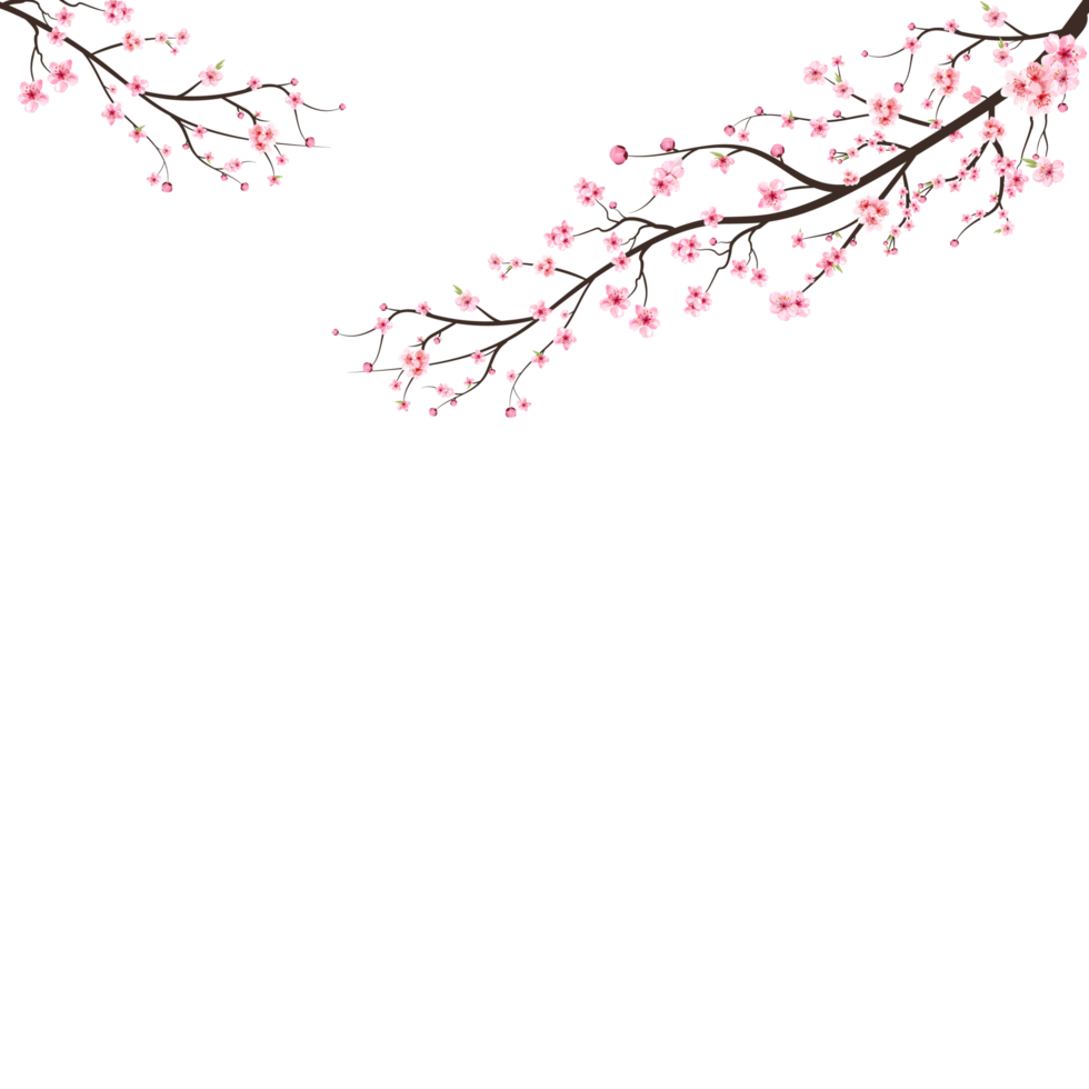 Cherry blossom branch with pink flowers. Pink sakura flower background. Watercolor cherry blossom. Cherry blossom branch with sakura. Sakura on white background. Watercolor cherry bud. png