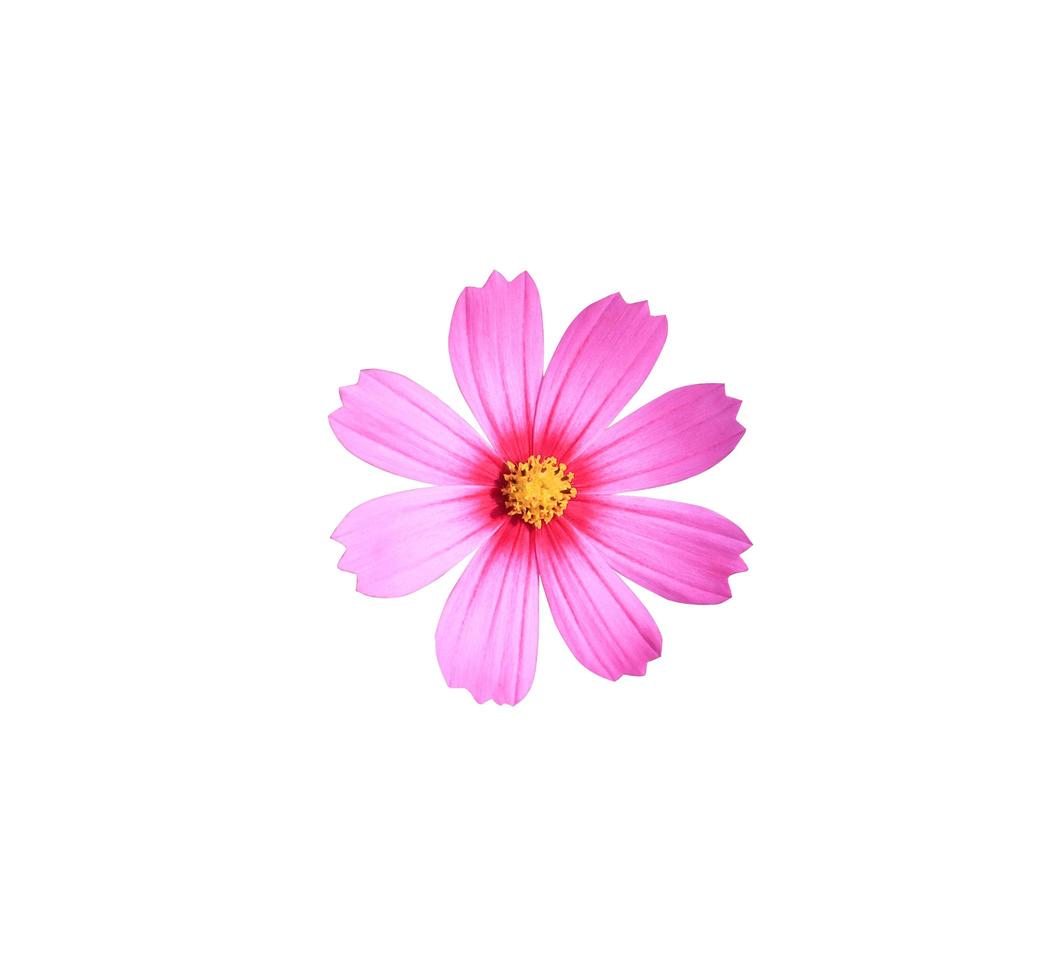 primer plano pequeña flor de cosmos de cabeza rosa aislada sobre fondo blanco. flor de cabeza de vista superior. foto