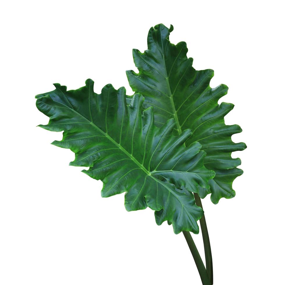 Elephant ear or Giant taro or Ape or Ear elephant or Giant alocasia or Pai or Alocasia macrorrhizos tree. Close up exotic green leaves bush isolated on white background. photo