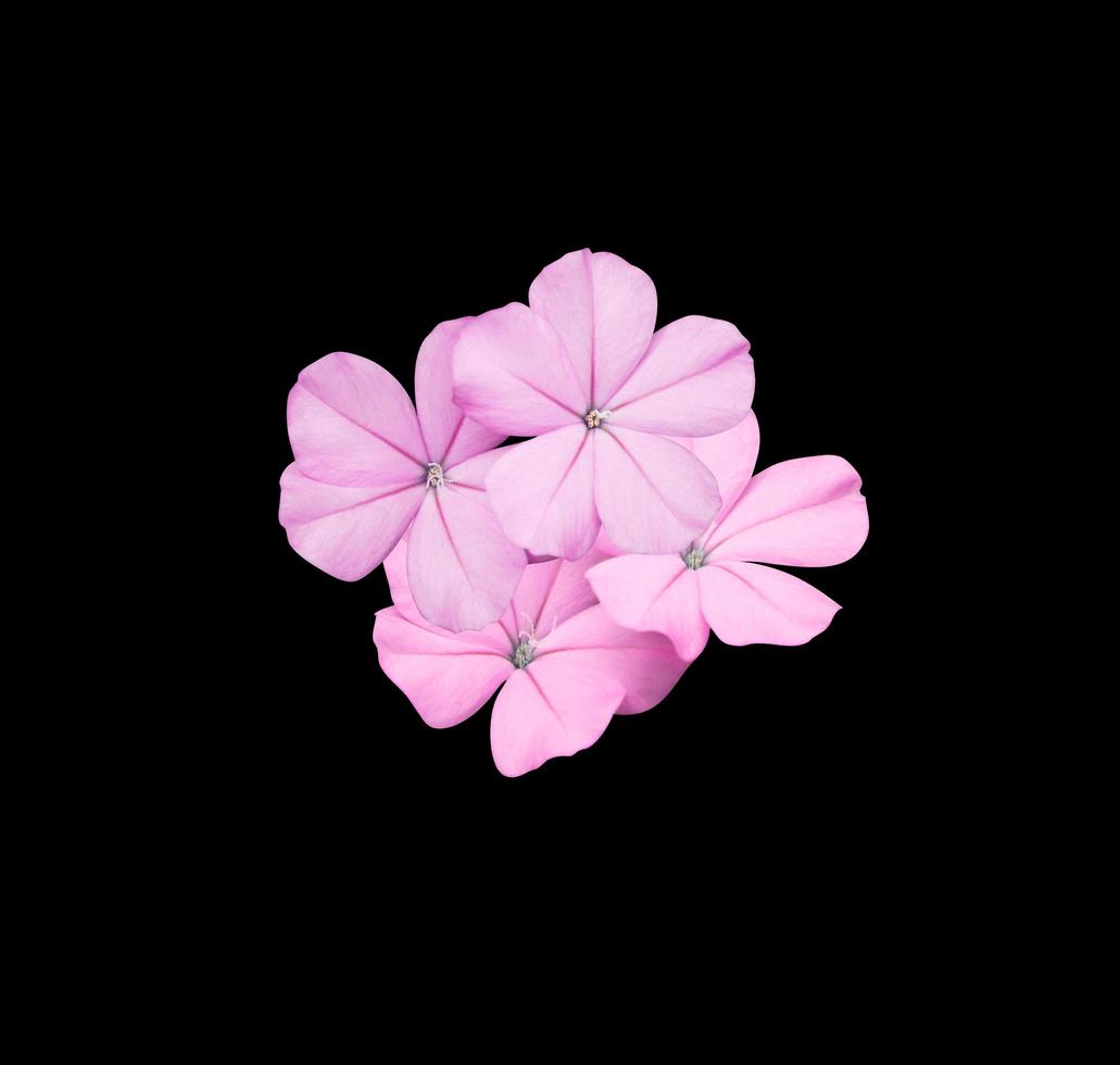 White plumbago or Cape leadwort flower. Closeup small pink-purple flower bouquet isolated on black background. photo