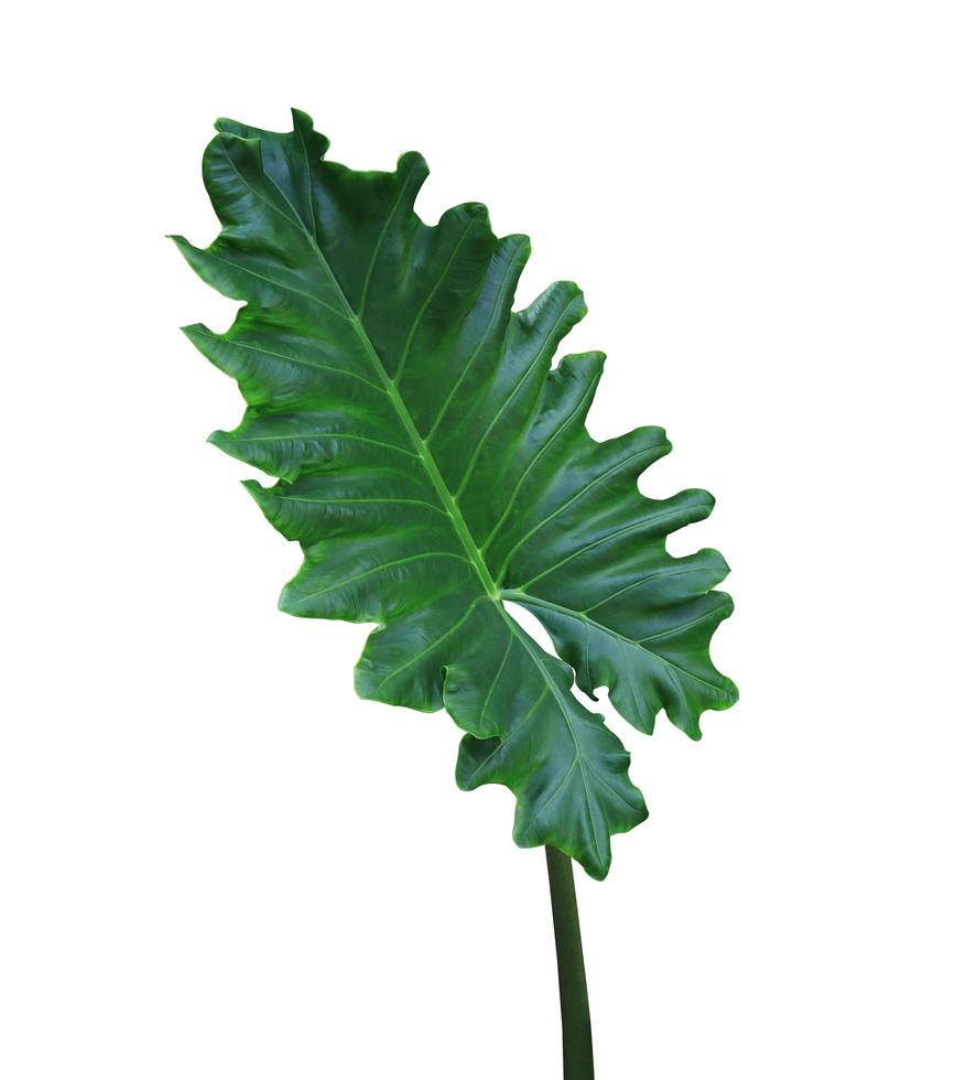 Elephant ear or Giant taro or Ape or Ear elephant or Giant alocasia or Pai leaf. Close up exotic green leaf of alocasia tree isolated on white background. photo