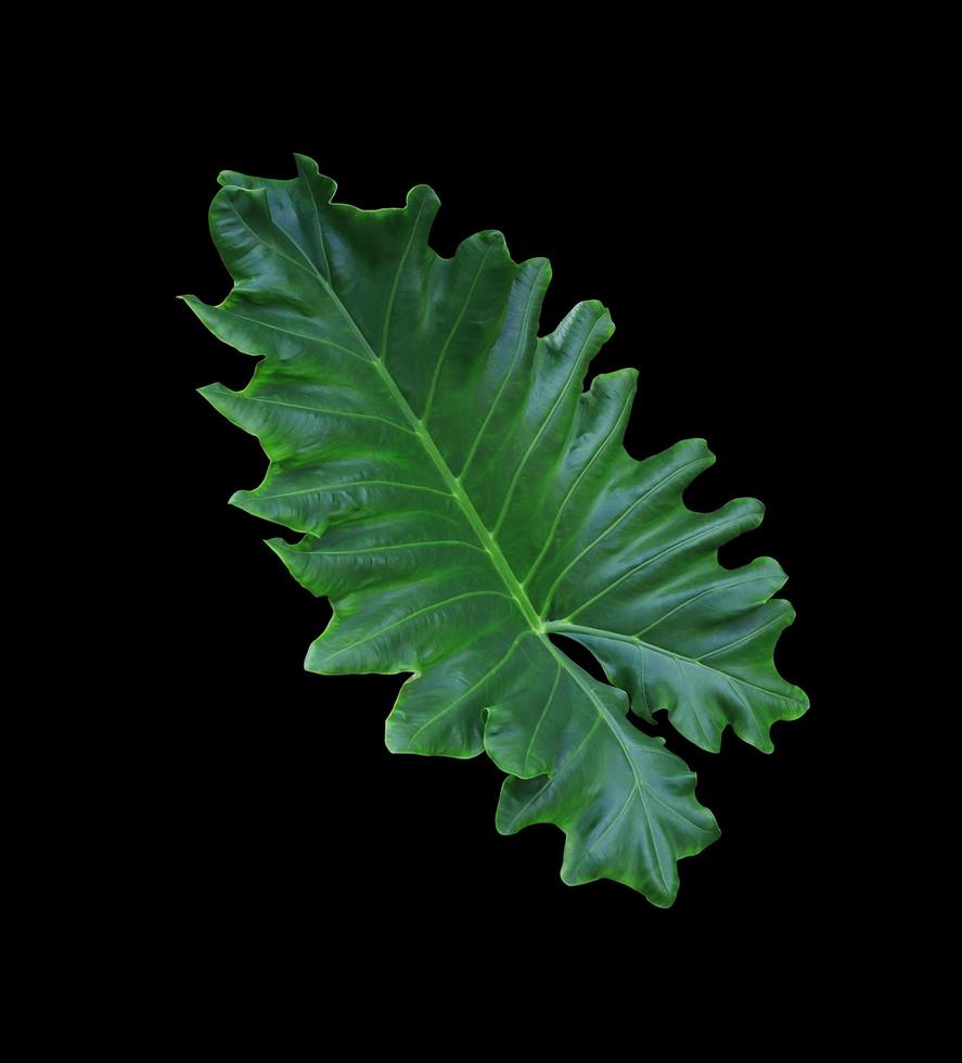 Elephant ear or Giant taro or Ape or Ear elephant or Giant alocasia or Pai leaf. Close up exotic green leaf of alocasia tree isolated on black background. photo
