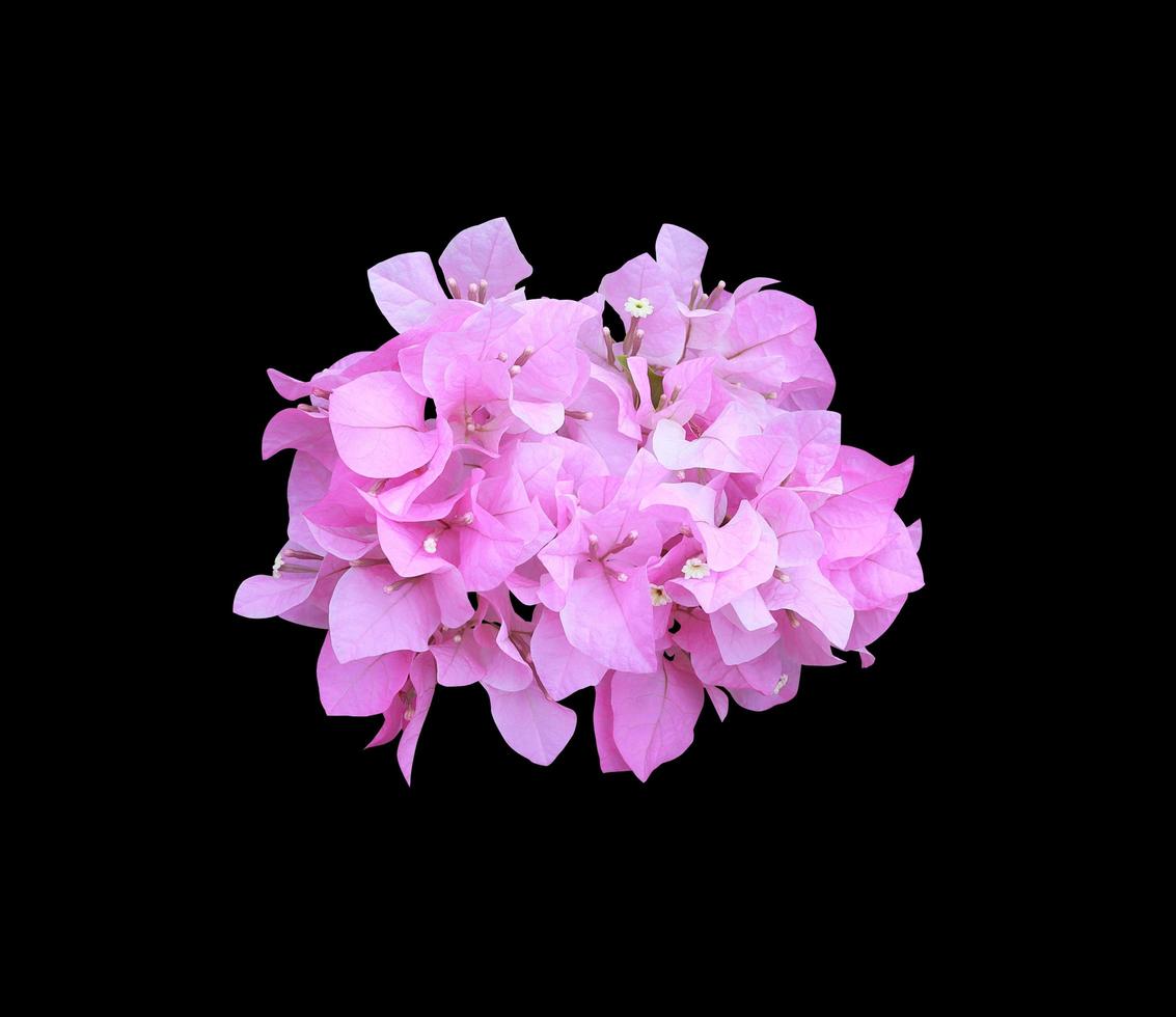 buganvilla o flor de papel. primer plano ramo de flores de color  rosa-púrpura aislado sobre fondo negro. el lado del ramo de flores exóticas.  9345415 Foto de stock en Vecteezy