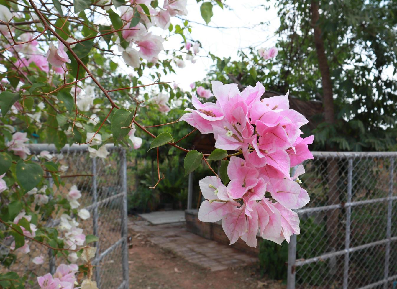 Bougaville or Paper flower. Close up pink flower bouquet on green leaves background in garden with morninglight. photo