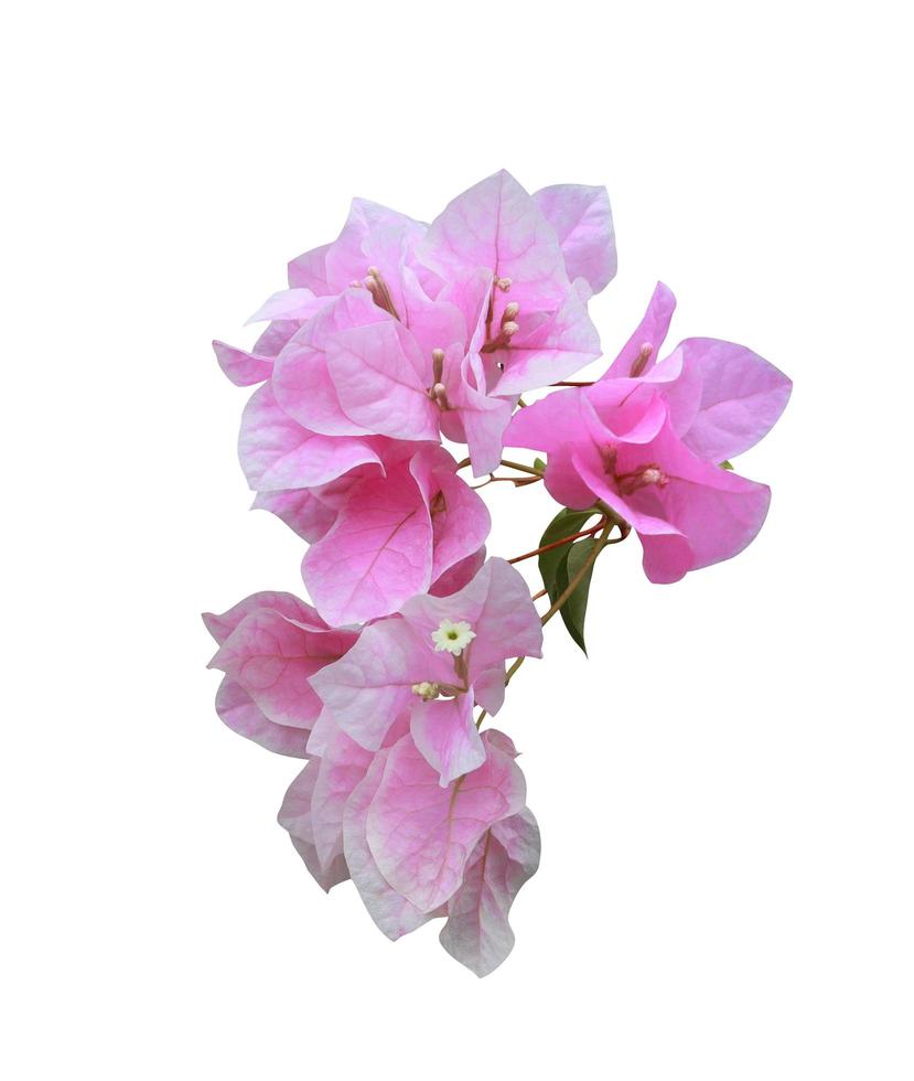 buganvilla o flor de papel. primer plano ramo de flores de color  rosa-púrpura aislado sobre fondo blanco. el lado del ramo de flores exóticas.  9345435 Foto de stock en Vecteezy