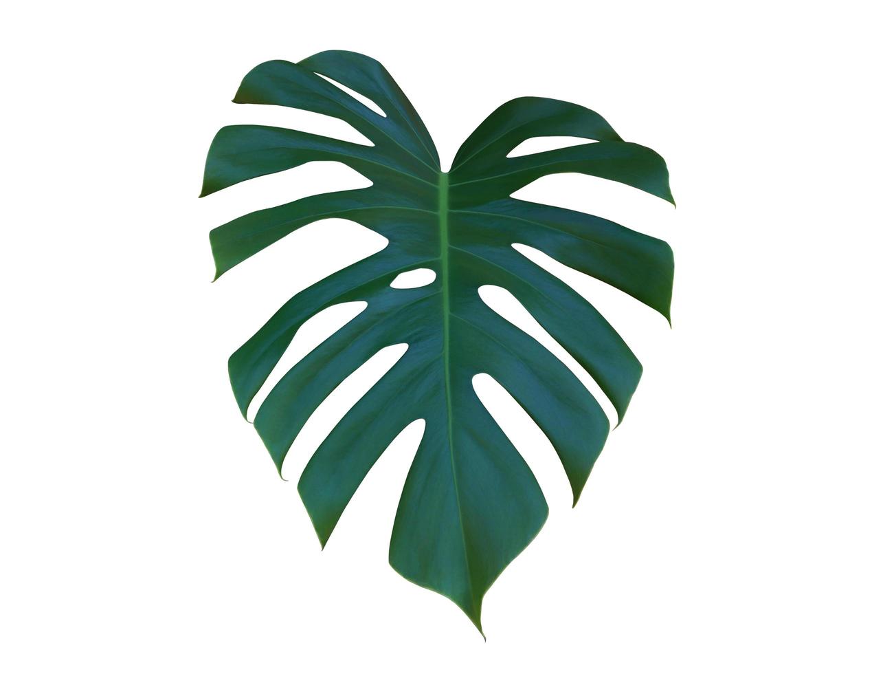 Herricane plant or Swiss cheese plant or Window plant or Monstera tree. Close up exotic green leaves bush isolated on white background. photo