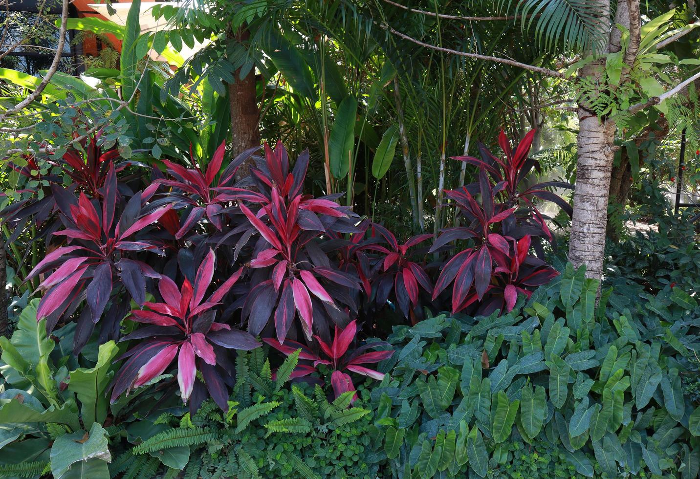 Cordyline fruticosa or Asparagaceae tree. Close up exotic red-purple bush of Cordyline fruticosa tree and other tree in garden with morning light. Closeup beautiful red leaves. photo