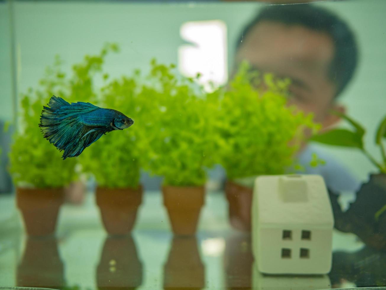 Asian guy look to the Siamese fighting fish behind the fish tank,fish concept photo