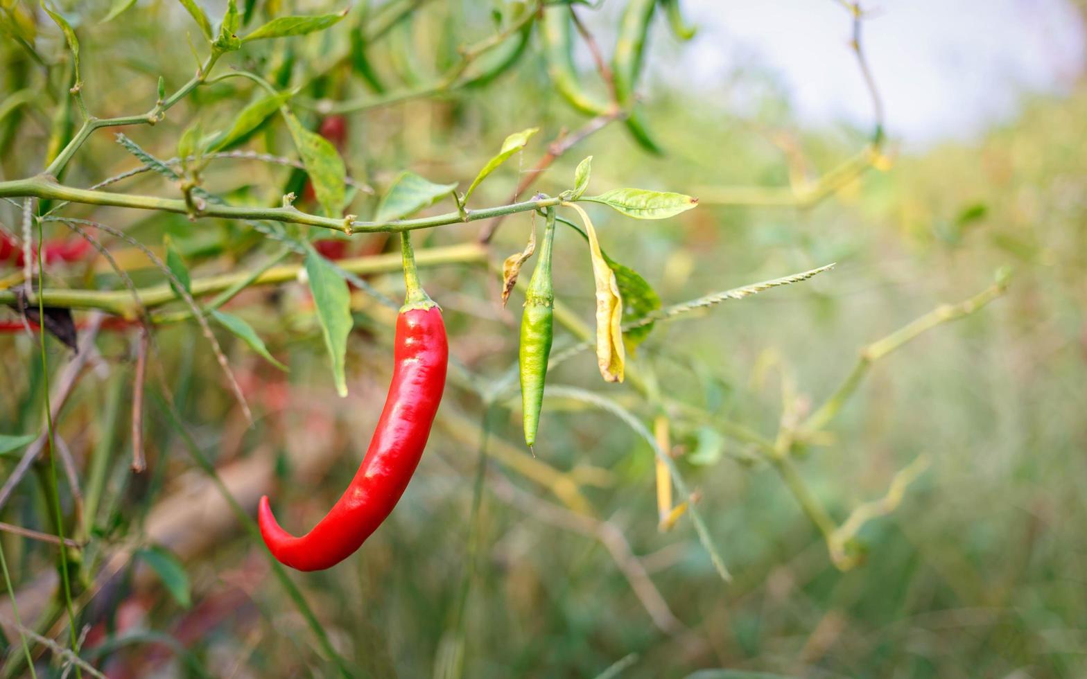 Red chili peppers on the farm photo