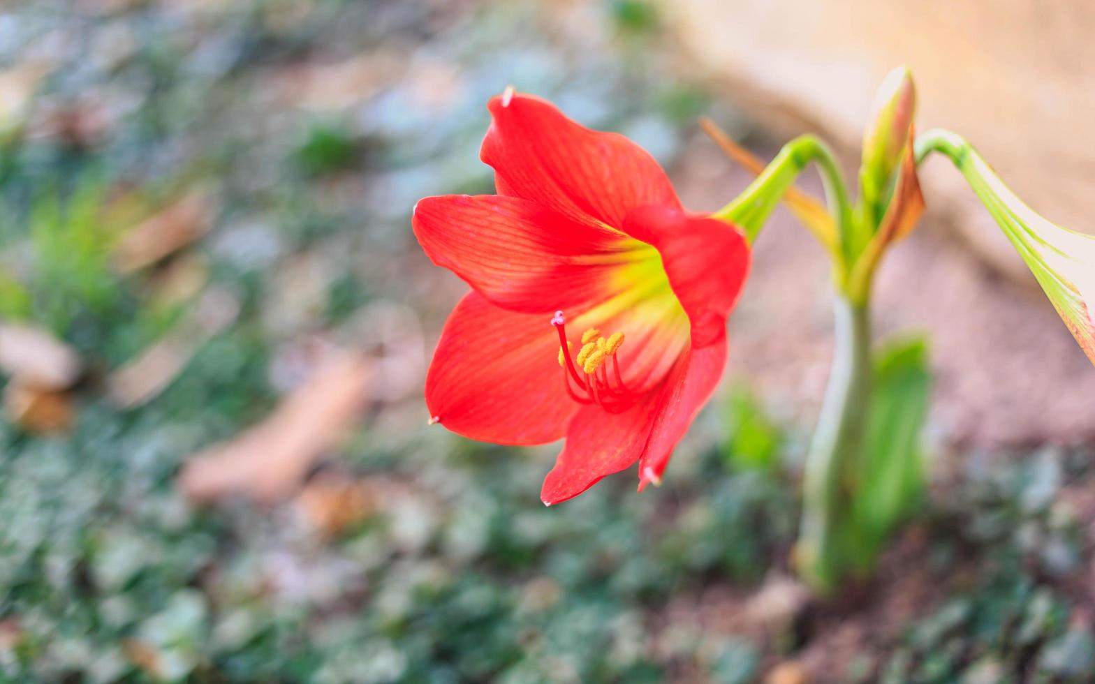 Beautiful Hippeastrum johnsonii  flower or red flower photo