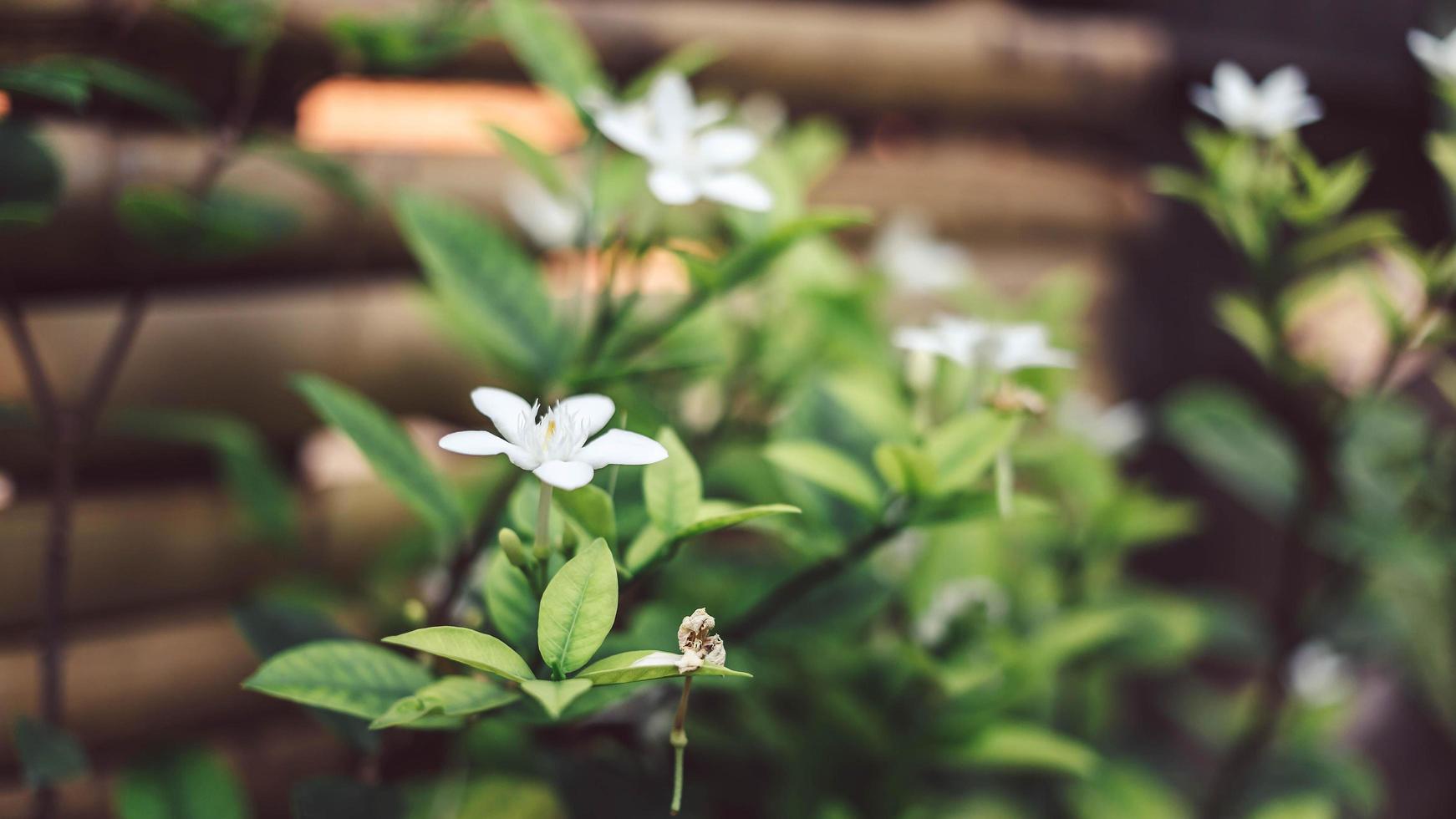 Background murraya paniculata flower or white flower photo