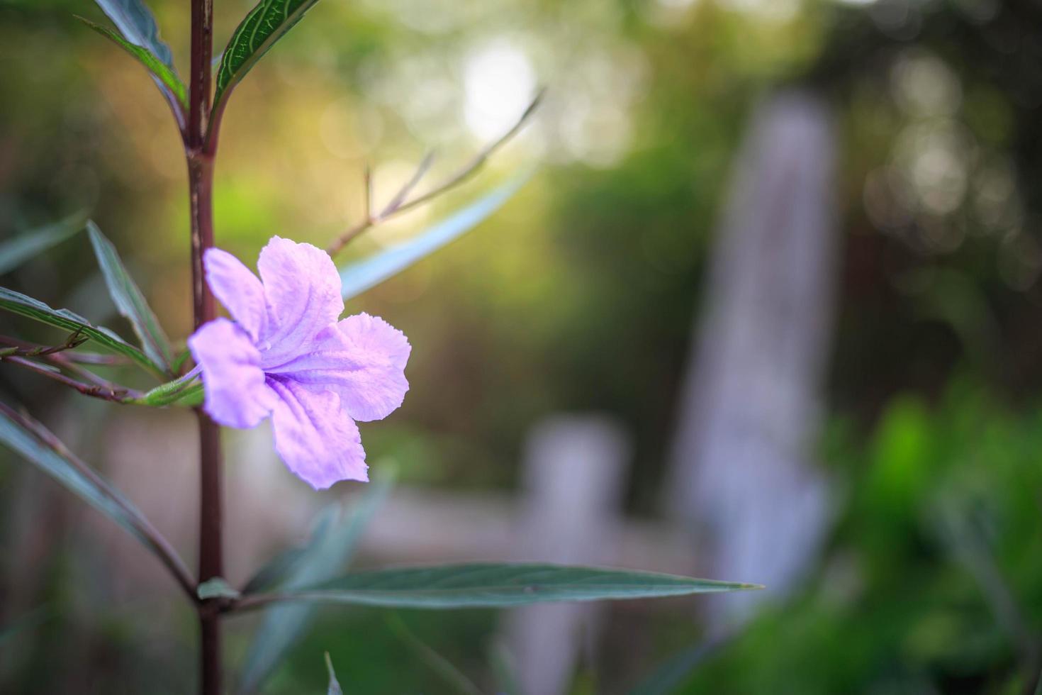 Ruellia tuberosa flower or purple flower photo