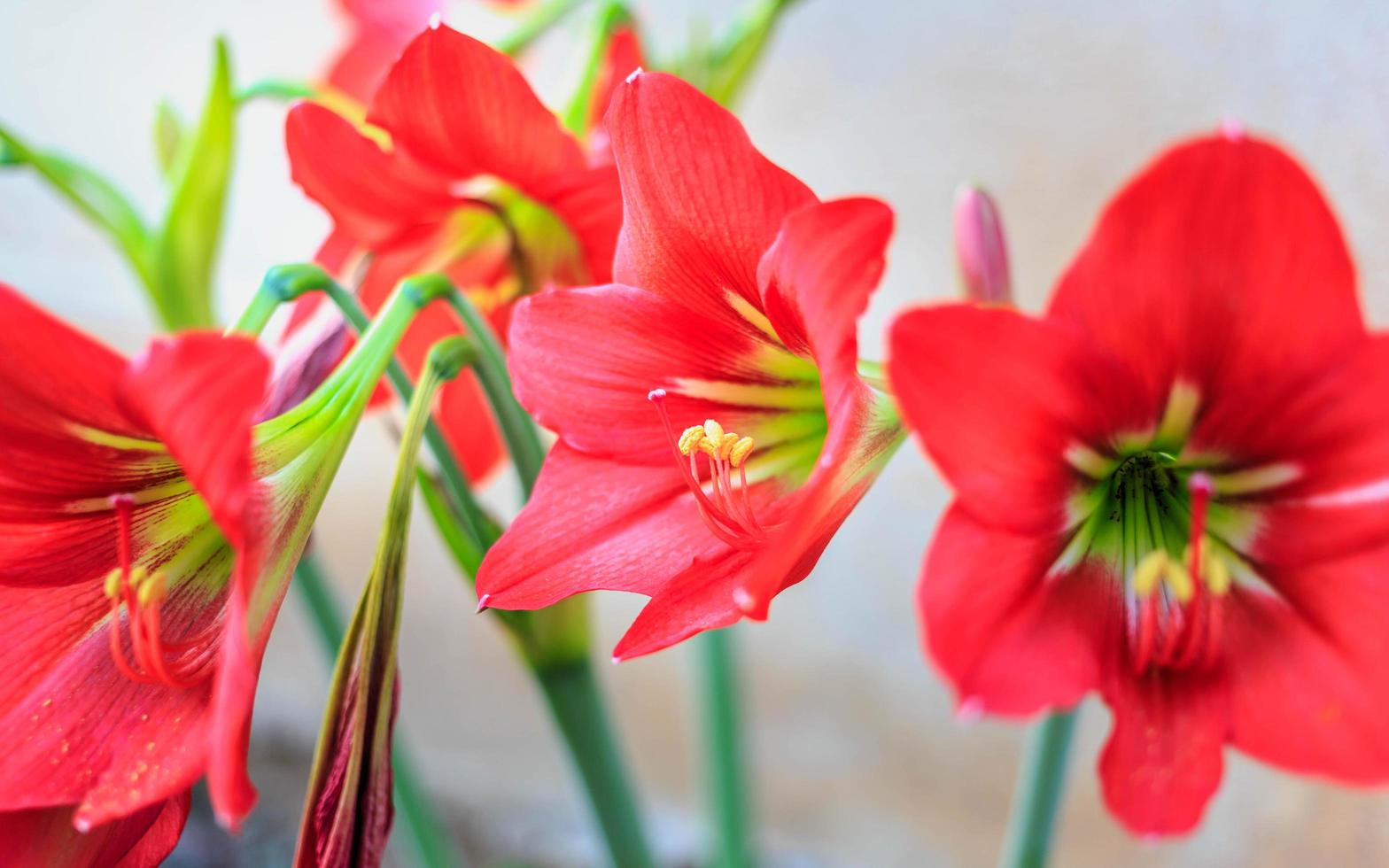 hermosa hippeastrum johnsonii flor o flor roja foto