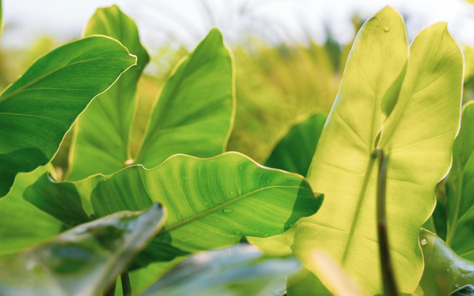 green leaves background photo