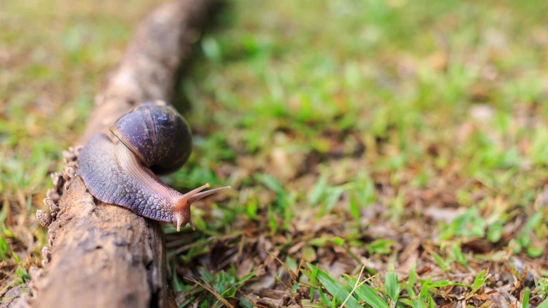 Close-up of the snail Helix pomatia or burgundy. mollusks move or crawl on the log in the nature .invertebrates animal concept photo