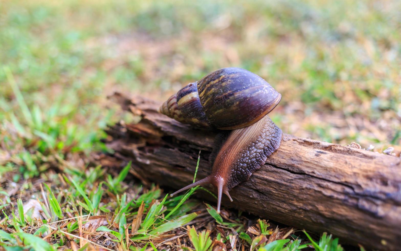 Close-up of the snail Helix pomatia or burgundy. mollusks move or crawl on the log in the nature .invertebrates animal concept photo