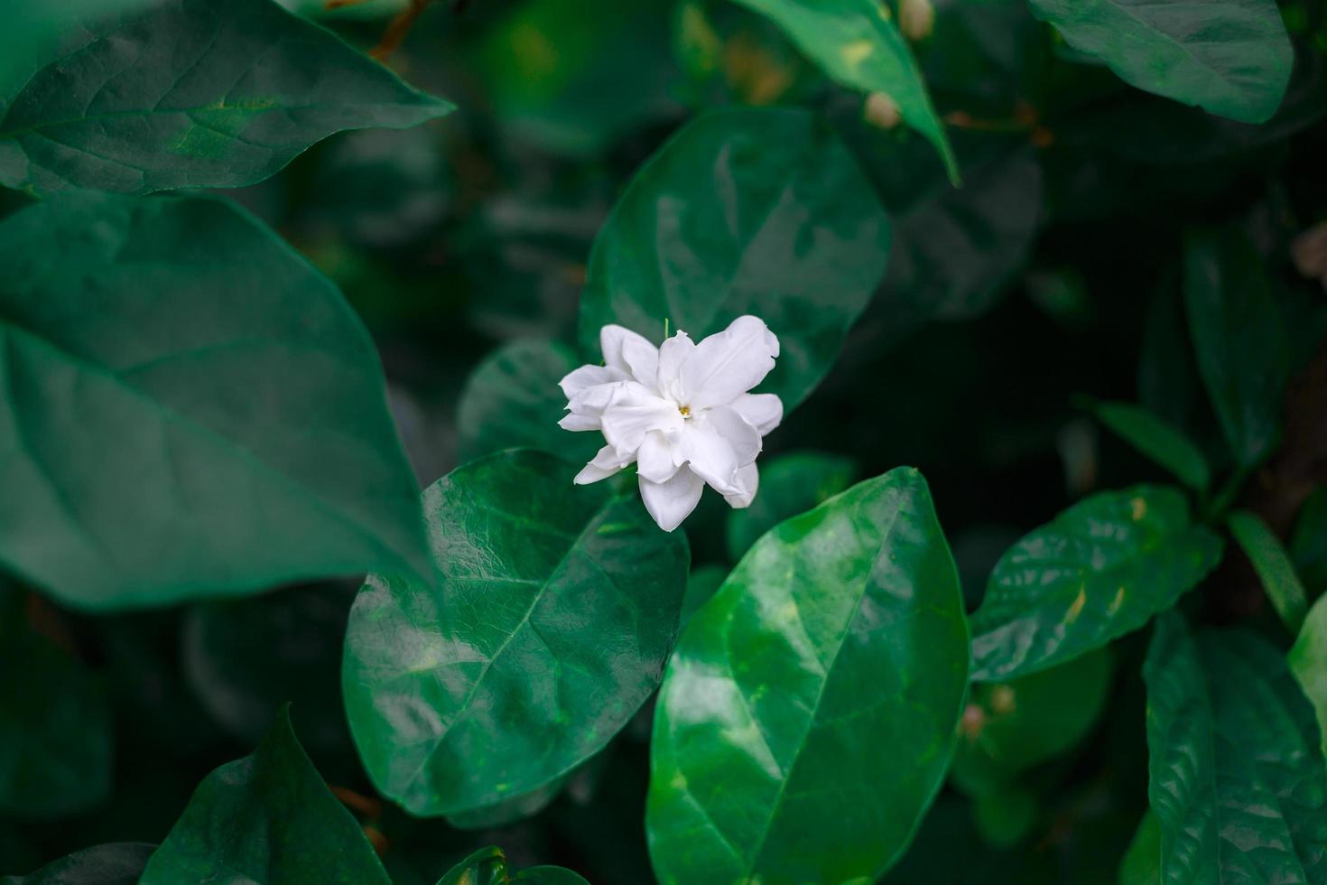 Close-up natural white jasmine flowers bloom on the green background of the leaves floral in a garden in Thailand. photo