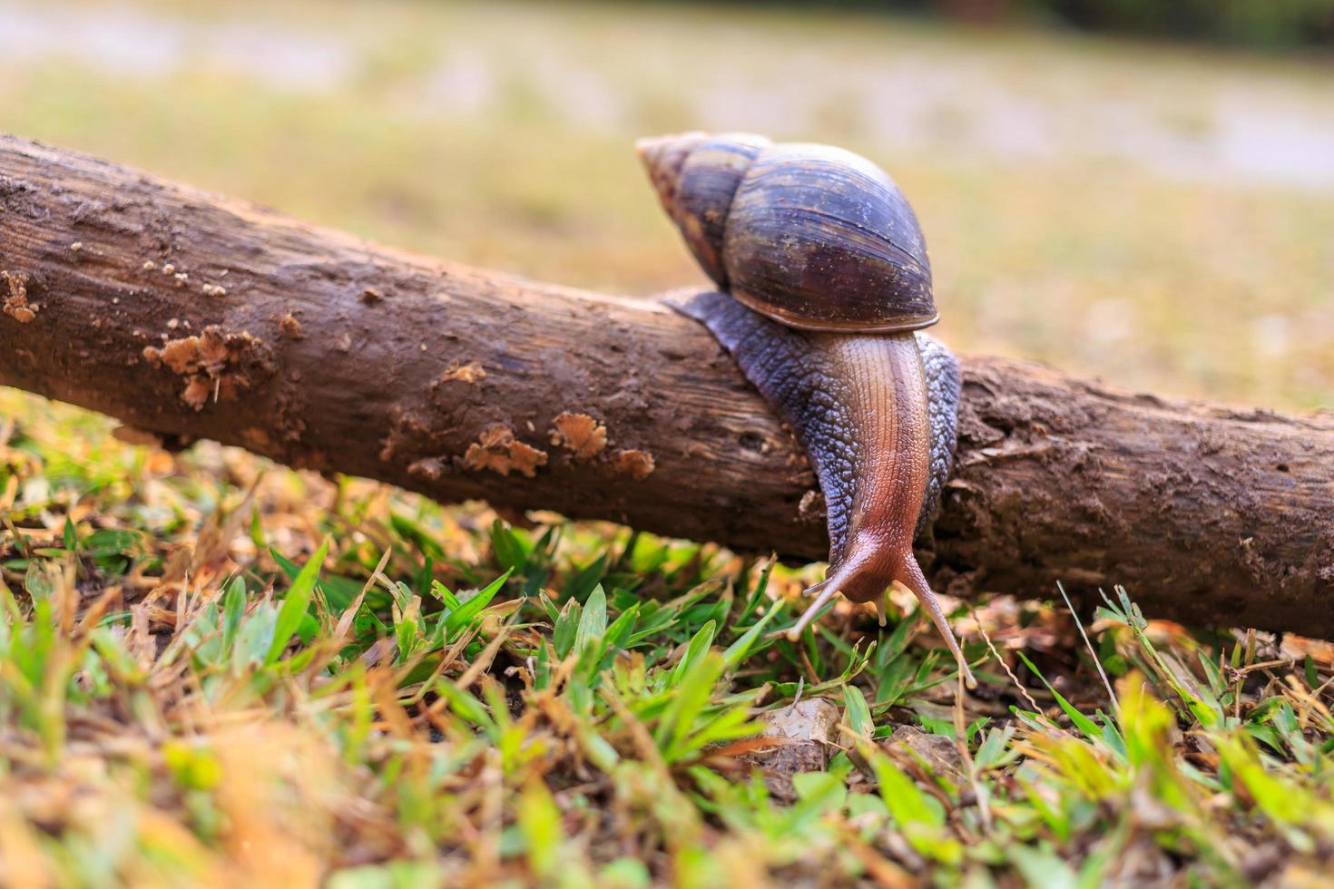 Close-up of the snail Helix pomatia or burgundy. mollusks move or crawl on the log in the nature .invertebrates animal concept photo