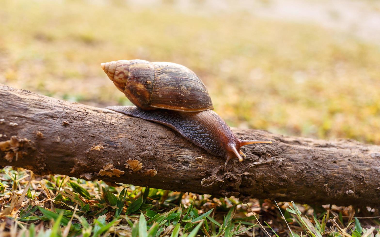 Close-up of the snail Helix pomatia or burgundy. mollusks move or crawl on the log in the nature .invertebrates animal concept photo