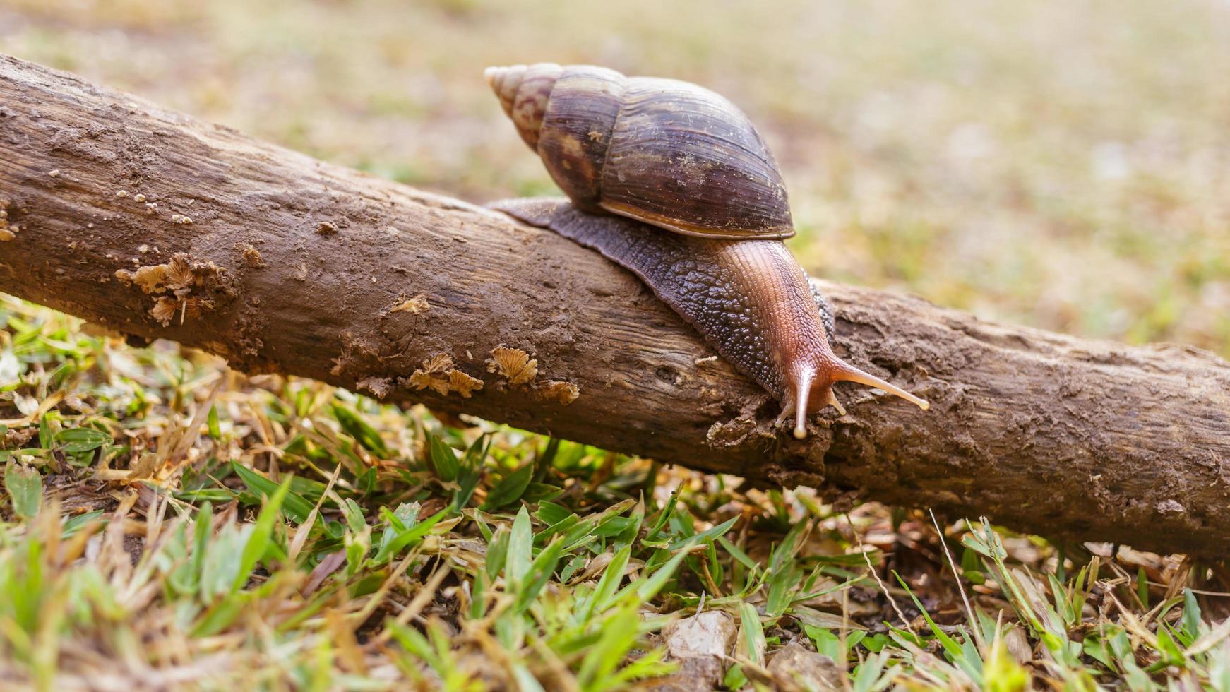 Close-up of the snail Helix pomatia or burgundy. mollusks move or crawl on the log in the nature .invertebrates animal concept photo