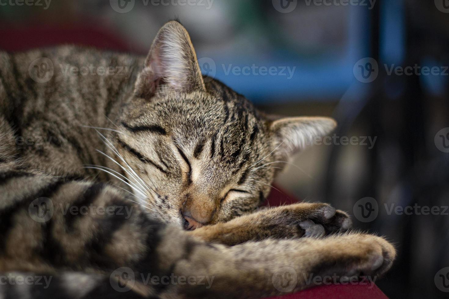 un gato acostado en un salón, acurrucado y dormido, un divertido gato de pelo corto con rayas marrones duerme con comodidad en la cama. un gato atigrado dormido descansa en una casa foto