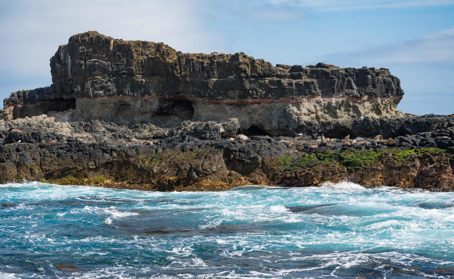 Seal rock island the biggest seals colony nearly Phillip island of Victoria state of Australia. photo