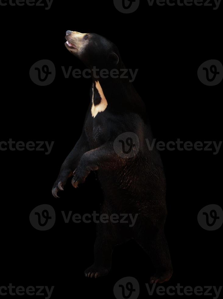 malayan sunbear in the dark background photo