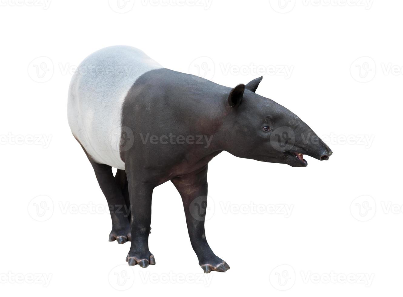 Malayan tapir or Asian tapir isolated photo