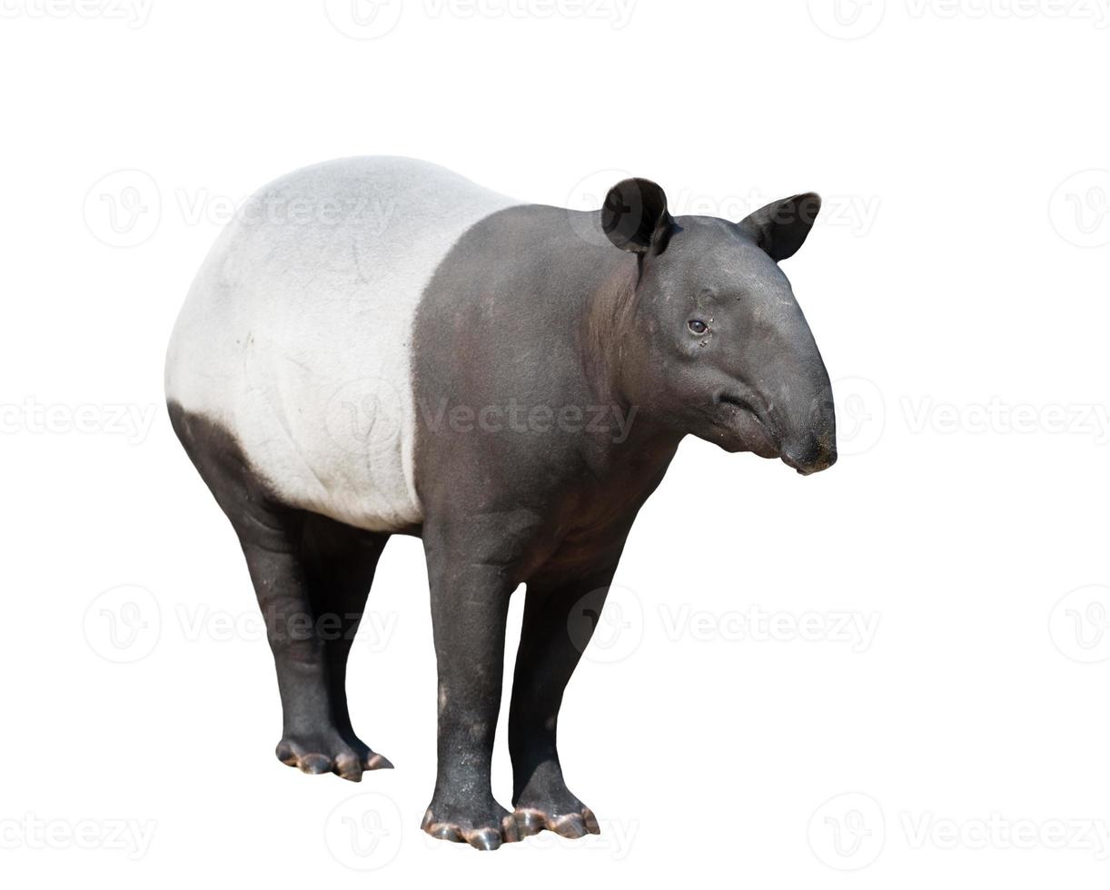 Malayan tapir or Asian tapir isolated photo