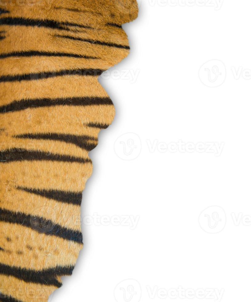 tiger fur on white background photo