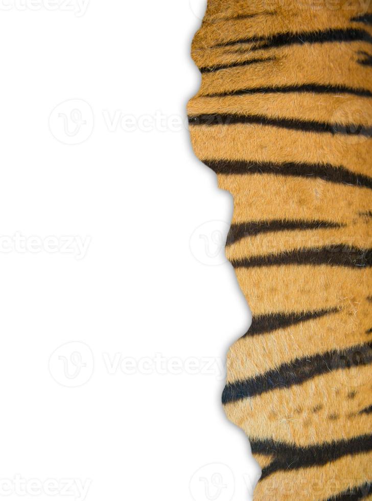 tiger fur on white background photo