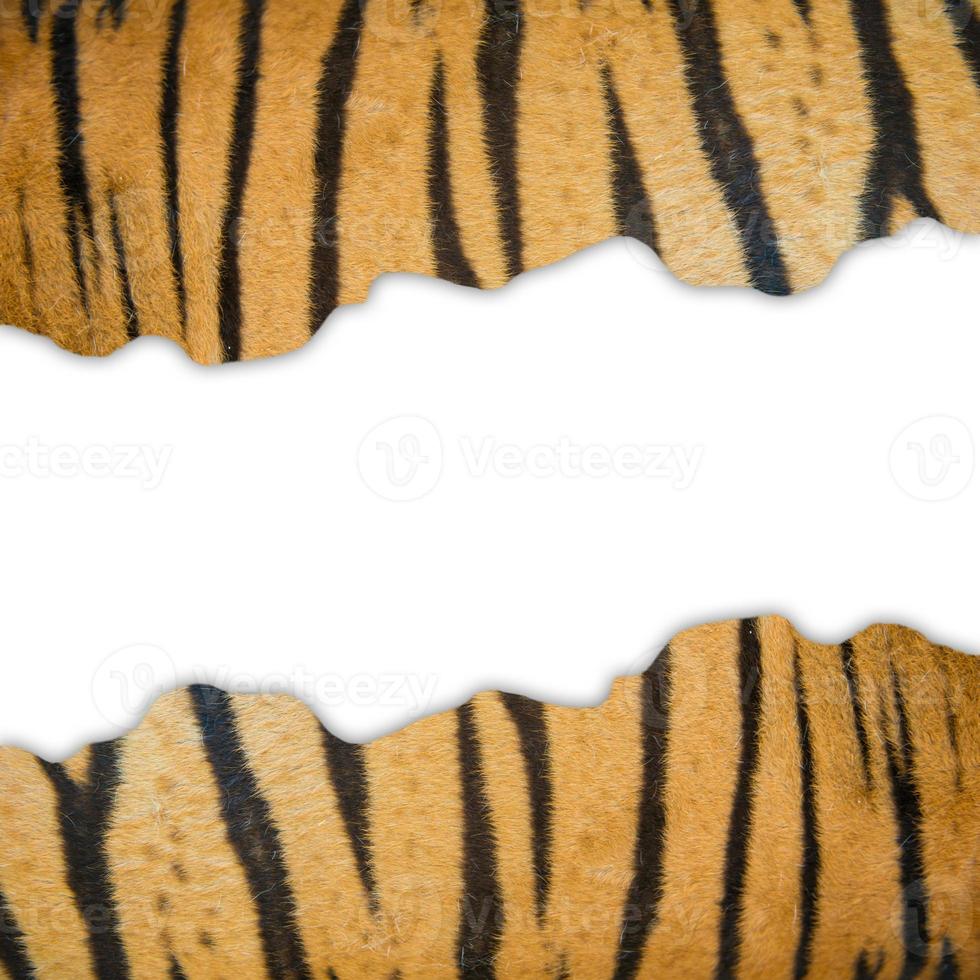 tiger fur on white background photo